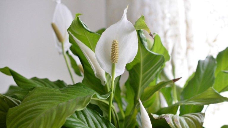 Discover The Top Indoor Peace Lily Soil In 2023: Achieve Thriving Greenery With Expert-Recommended Potting Mix!