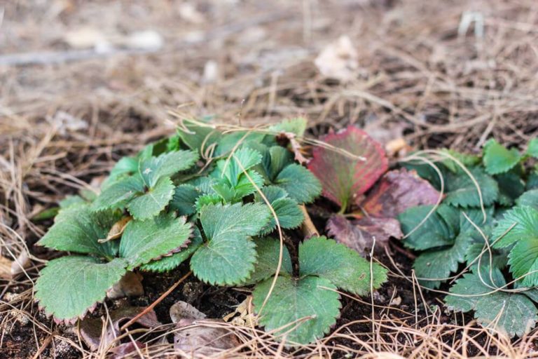 Top 10 Strawberry Varieties For Thriving Arizona Gardens In 2023: Optimal Picks For A Sweet Harvest!