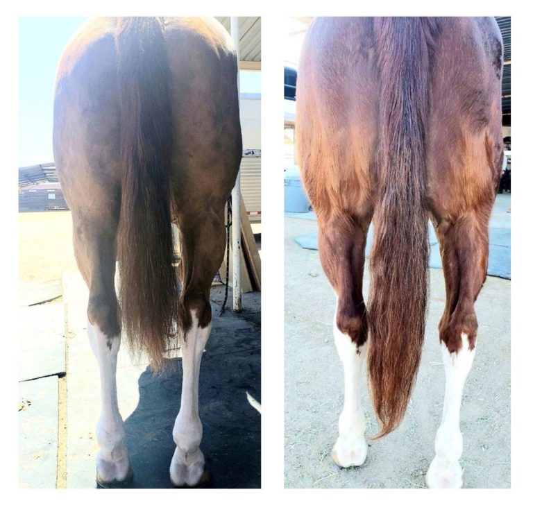 Unlock Majestic Mane Growth: Top Horse Supplements For Lush Manes In 2023!