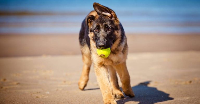 Top 10 German Shepherd Puppy Toys For 2023: Premium Picks For Endless Fun!