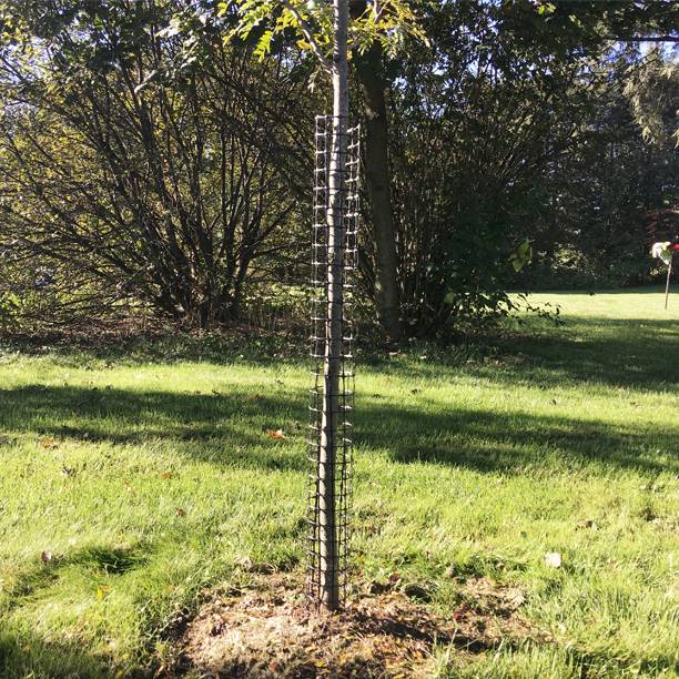 Top 10 Tree Wraps For Unbeatable Deer Protection In 2023: Safeguard Your Garden Today!