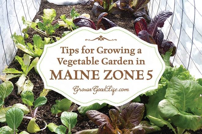 Top 10 Maine Vegetables For Abundant Harvests In 2023: A Gardener’S Guide!